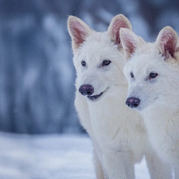 De-extincting the Dire Wolf - Dr. Steven Novella, Neurologist ...